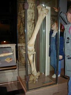 Rear leg bones of an elephant<br>Location: <a href="https://www.google.com/maps/search/?api=1&query=38.89096,-77.02601" target="_new">Smithsonian National Museum of Natural History</a>